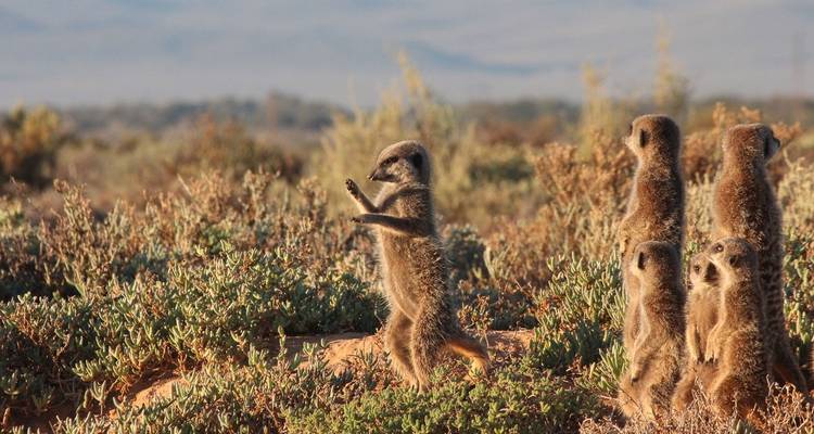 2 jours de circuit safari animalier en Afrique du Sud au départ du Cap - Hotspots2c 10