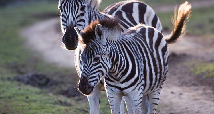 Deux zèbres debout sur un chemin de terre.