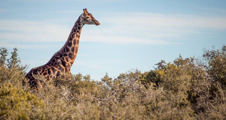 Une girafe marchant à travers un feuillage dense.