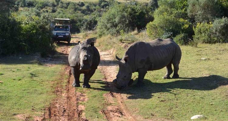 Rhinocéros sur une route de terre avec un véhicule de safari.