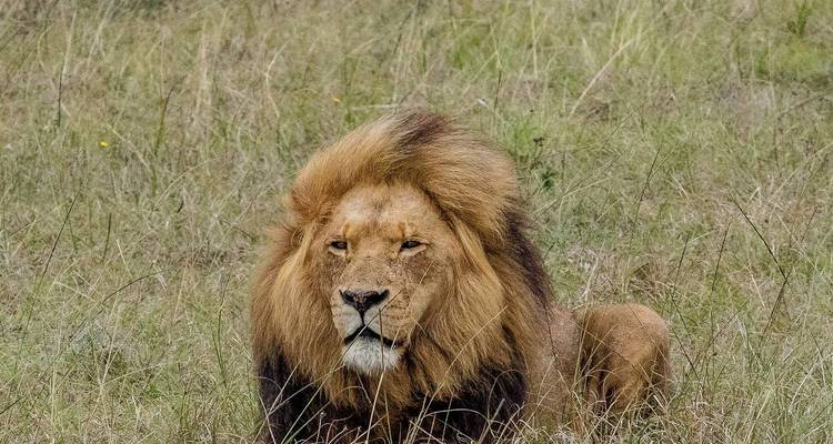 Lion mâle majestueux avec une crinière sombre accroupi dans une prairie sèche observant les alentours.