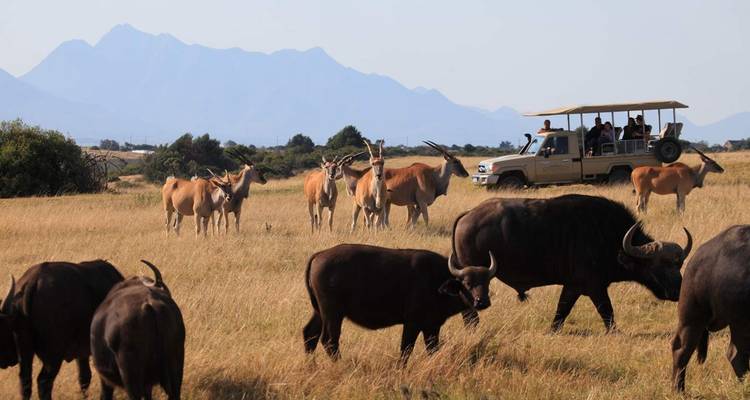 2 jours de circuit safari animalier en Afrique du Sud au départ du Cap - Hotspots2c 2