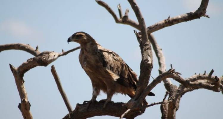 Bird of prey sitting on a barren tree branch.