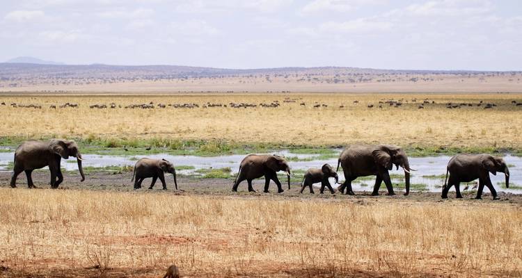 5 Day Tarangire – Manyara –Ngorongoro Safari - Holiday Destination Safaris 1