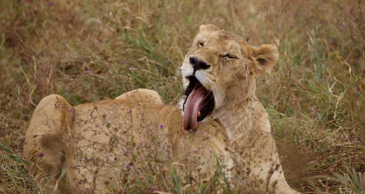 Lioness yawning while lying in the grass.