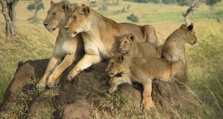 Safari au Kenya - 7 jours - Holiday Destination Safaris 2