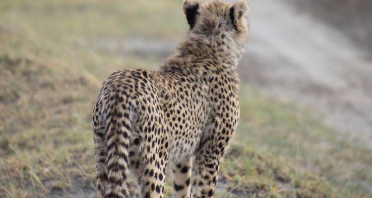 Safari au Kenya - 7 jours - Holiday Destination Safaris 9