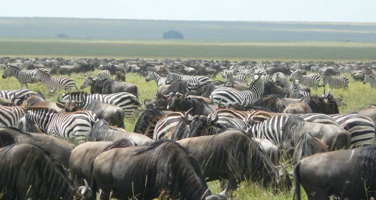 Safari au Kenya - 7 jours - Holiday Destination Safaris 1