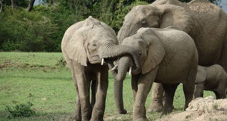 Safari au Kenya - 7 jours - Holiday Destination Safaris 8