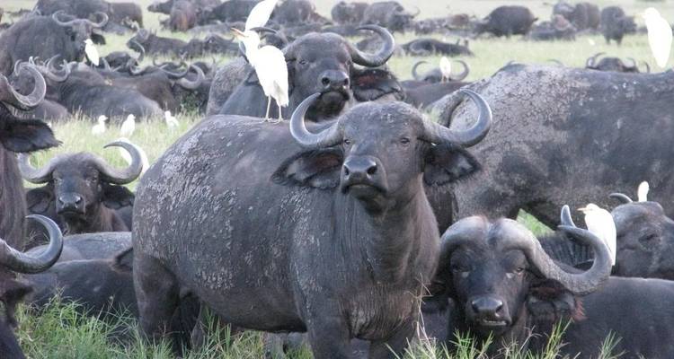Safari classique africain de 12 jours - Holiday Destination Safaris 7
