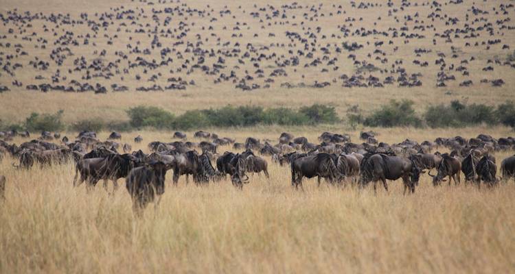Safari classique africain de 12 jours - Holiday Destination Safaris 6