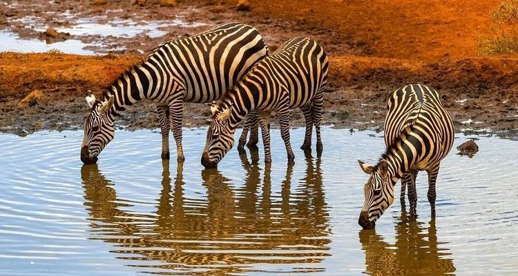 Safari classique africain de 12 jours - Holiday Destination Safaris 9