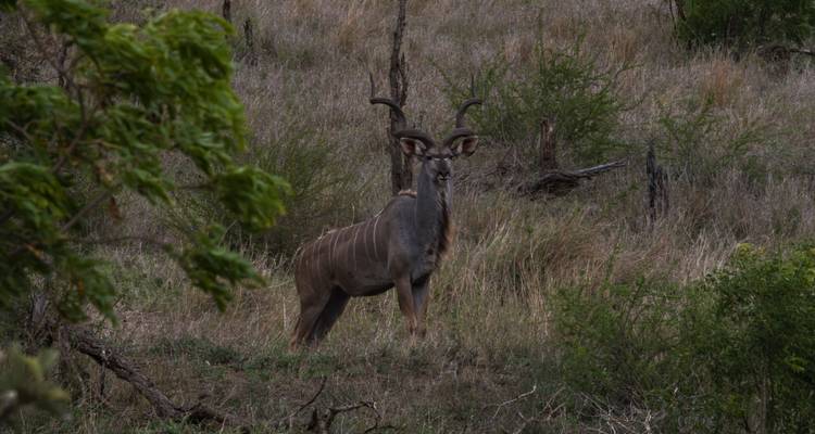 Kudu standing in a bushy area.