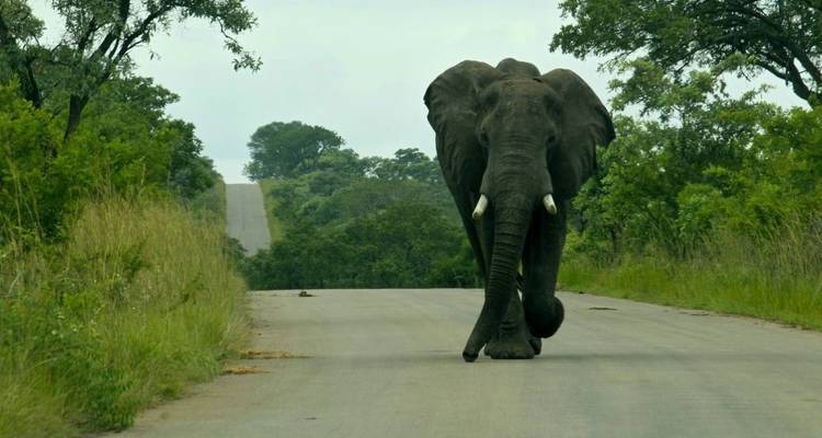 Elephant walking down an empty road with forests on both sides.