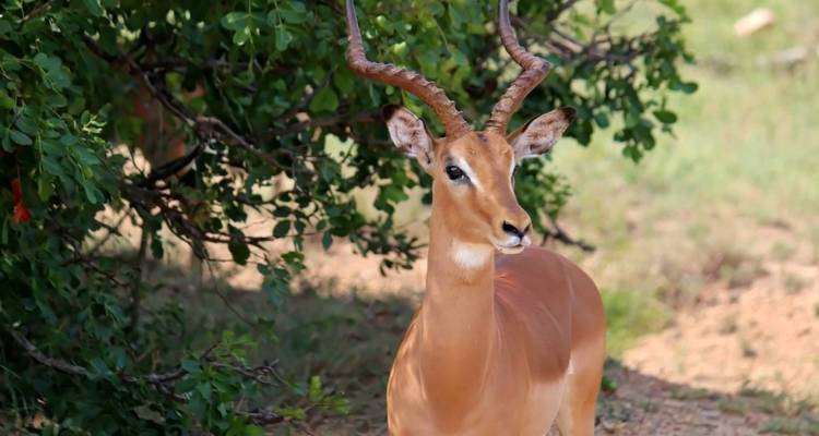Antelope standing under a tree.