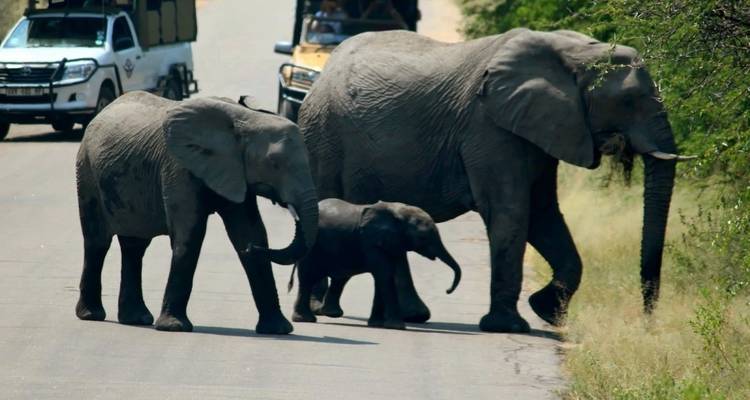Family of elephants crossing a road with cars in the background.