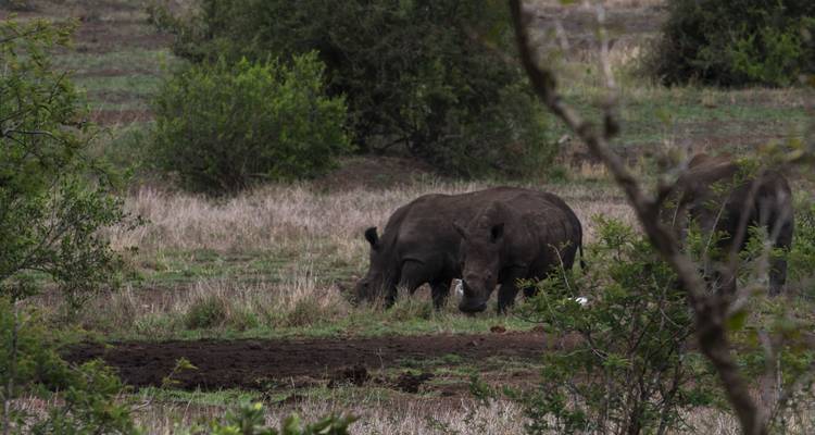 Rhinos grazing with bushes around.