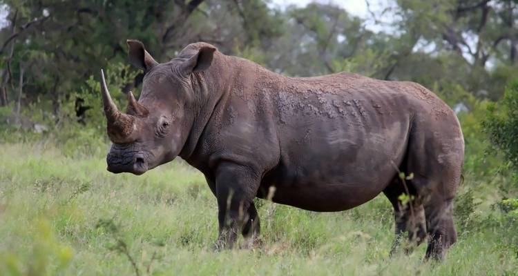 Rhinoceros standing in a grassy area with trees in the background.