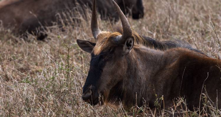Wildebeest lying on the ground.
