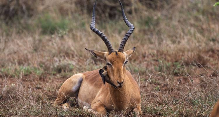 Antelope lying on grass with a bird on its back.