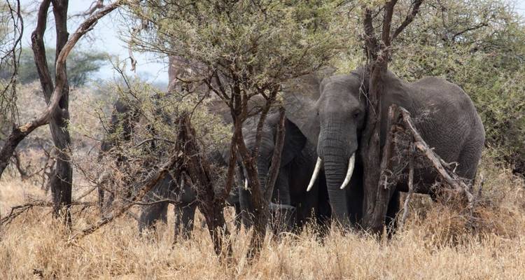 5 Days Classic Manyara, Serengeti, Ngorongoro & Tarangire - Gilmag Safaris  9