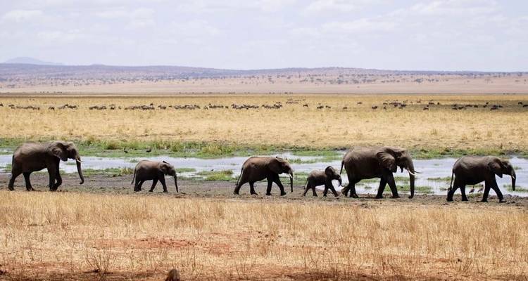 5 Days Classic Manyara, Serengeti, Ngorongoro & Tarangire - Gilmag Safaris  10