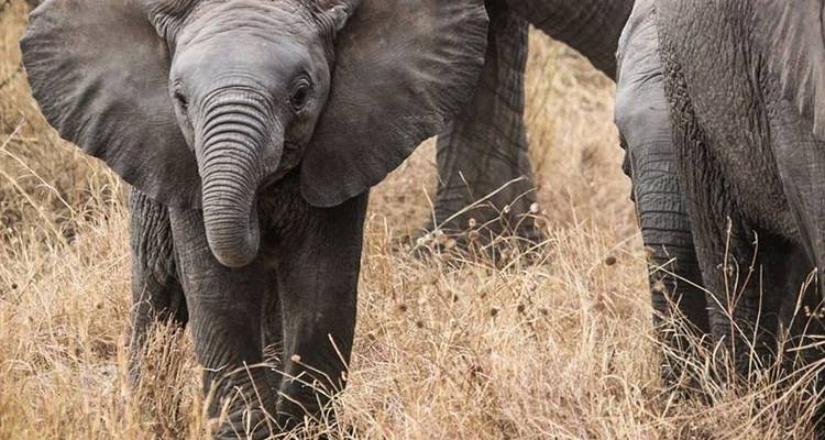 5 Days Classic Manyara, Serengeti, Ngorongoro & Tarangire - Gilmag Safaris  7