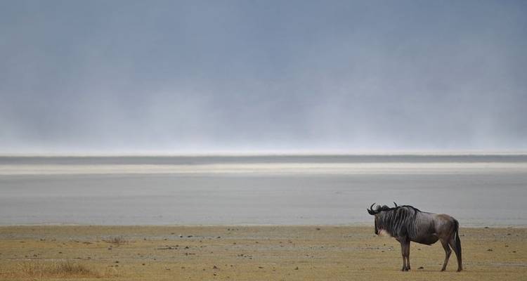 5 Days Classic Manyara, Serengeti, Ngorongoro & Tarangire - Gilmag Safaris  8