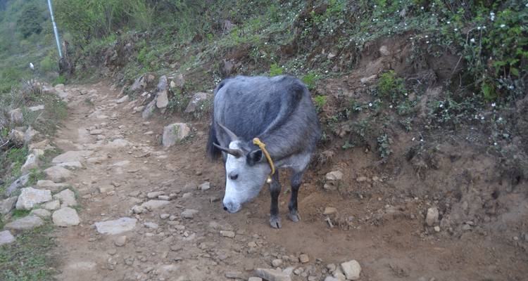 Holy Lake Gosaikunda-Lauribina Pass 8 Nights / 9 Days Trek - Oriental Journeys Pvt. Ltd. 2