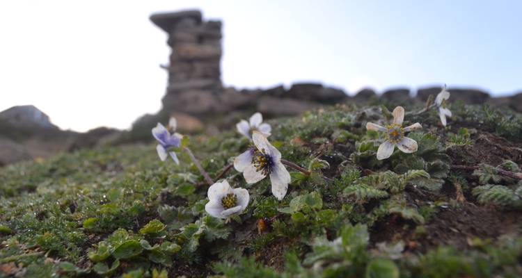 Holy Lake Gosaikunda-Lauribina Pass 8 Nights / 9 Days Trek - Oriental Journeys Pvt. Ltd. 3