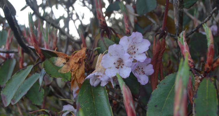 Nahaufnahme von rosa Blüten mit umgebender Belaubung.