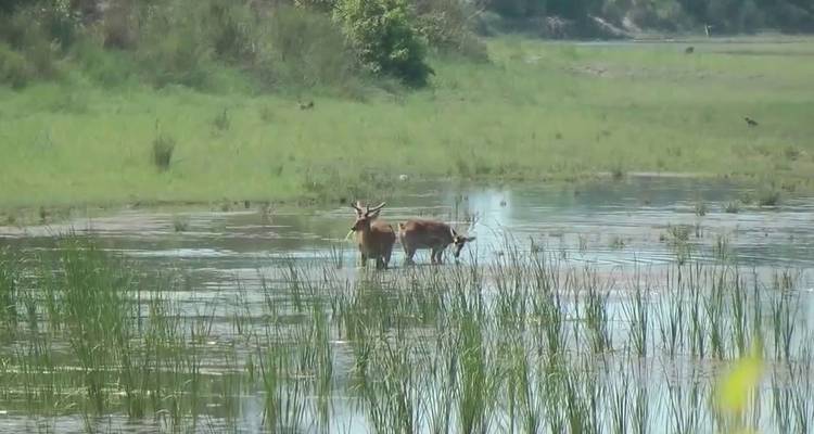 Bardia Jungle Safari Package Tour – 3 Nights 4 Days - Himalayan Adventure Treks & Tours 8