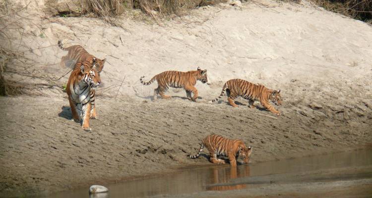 Bardia Jungle Safari Package Tour – 3 Nights 4 Days - Himalayan Adventure Treks & Tours 10
