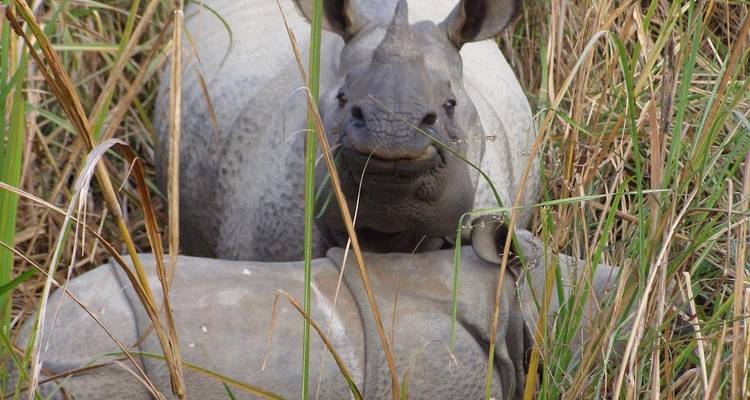 Bardia Jungle Safari Package Tour – 3 Nights 4 Days - Himalayan Adventure Treks & Tours 3