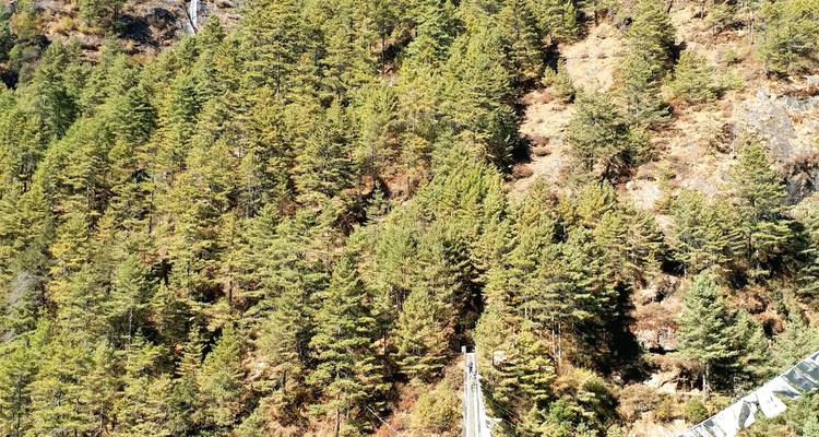 Forested mountain slope with sunlight.