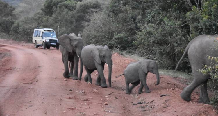 3 Jours, 2 Nuits Masai Mara Safari en groupe au départ de Nairobi avec prise en charge gratuite à l'aéroport. - Perfect Wilderness Tours And Safaris 9