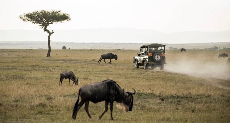 Safari en grupo de 4 días y 3 noches por el Parque Nacional Masai Mara y el lago Nakuru, con recogida gratuita en el aeropuerto. - Perfect Wilderness Tours And Safaris 6