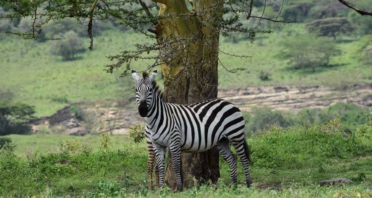 Safari en grupo de 4 días y 3 noches por el Parque Nacional Masai Mara y el lago Nakuru, con recogida gratuita en el aeropuerto. - Perfect Wilderness Tours And Safaris 2