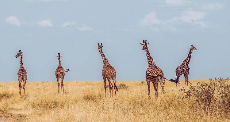 Safari en grupo de 4 días y 3 noches por el Parque Nacional Masai Mara y el lago Nakuru, con recogida gratuita en el aeropuerto. - Perfect Wilderness Tours And Safaris 4