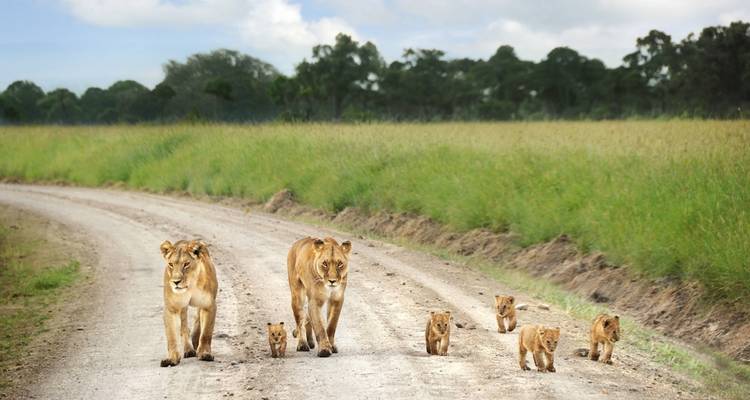 Safari en grupo de 4 días y 3 noches por el Parque Nacional Masai Mara y el lago Nakuru, con recogida gratuita en el aeropuerto. - Perfect Wilderness Tours And Safaris 1