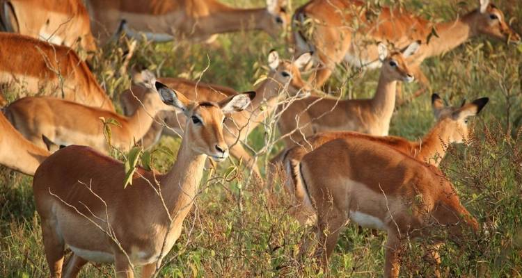 Safari en grupo de 4 días y 3 noches por el Parque Nacional Masai Mara y el lago Nakuru, con recogida gratuita en el aeropuerto. - Perfect Wilderness Tours And Safaris 3
