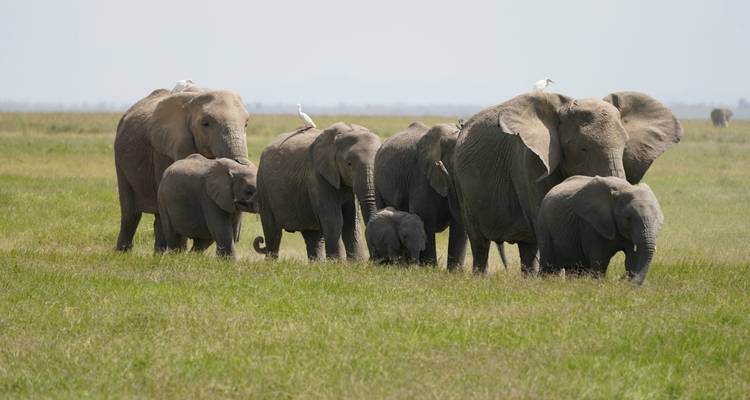 7 JOURS ET 6 NUITS DE SAFARI EN GROUPE À PRIX RÉDUIT DANS LES PARCS DE MAASAI MARA, DU LAC NAKURU, DE NAIVASHA ET D'AMBOSELI - Perfect Wilderness Tours And Safaris 10