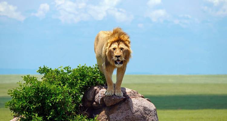 7 DAYS 6 NIGHTS BUDGET GROUP SAFARI TO MAASAI MARA,LAKE NAKURU, NAIVASHA AND AMBOSELI PARKS - Perfect Wilderness Tours And Safaris 8