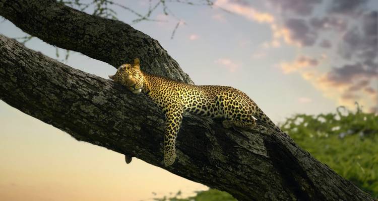 7 DAYS 6 NIGHTS BUDGET GROUP SAFARI TO MAASAI MARA,LAKE NAKURU, NAIVASHA AND AMBOSELI PARKS - Perfect Wilderness Tours And Safaris 9