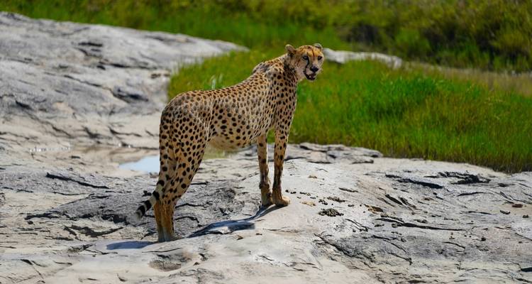 7 JOURS ET 6 NUITS DE SAFARI EN GROUPE À PRIX RÉDUIT DANS LES PARCS DE MAASAI MARA, DU LAC NAKURU, DE NAIVASHA ET D'AMBOSELI - Perfect Wilderness Tours And Safaris 10
