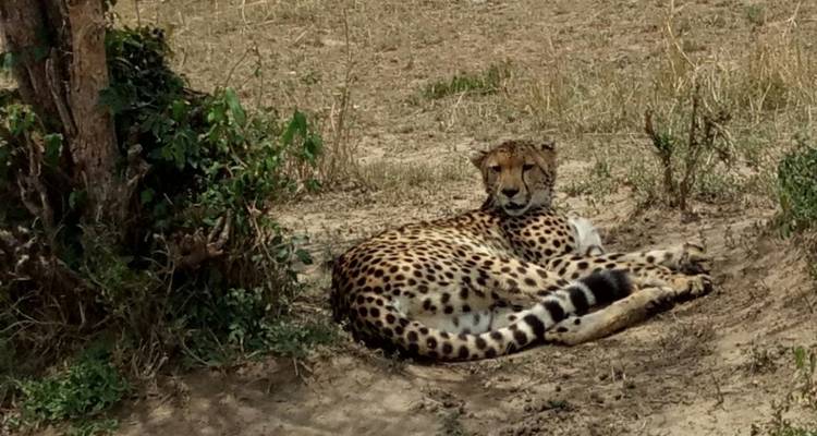 Safari de 3 jours dans le Masai Mara - Sterling Travel 4