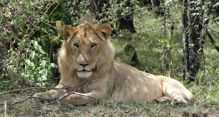 Safari de 3 jours dans le Masai Mara - Sterling Travel 2