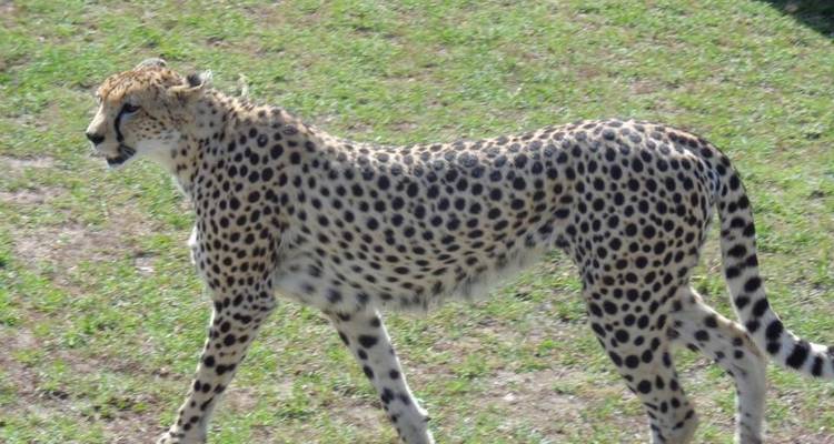 Safari de 3 jours dans le Masai Mara - Sterling Travel 3