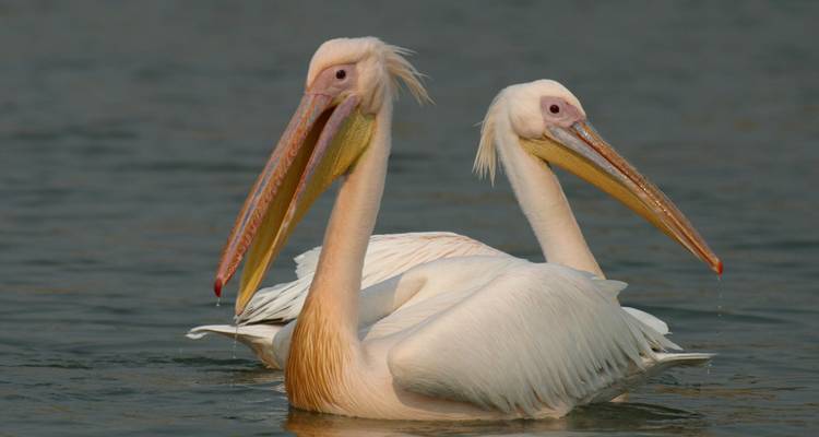 Pair of pink-backed pelicans on water.