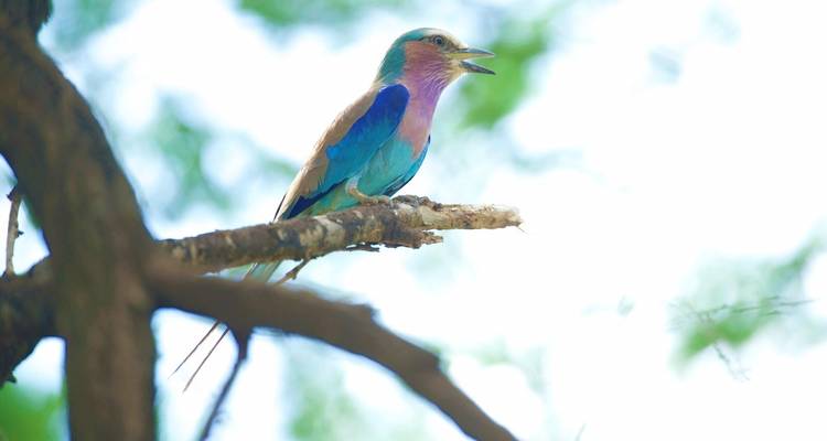 Lilac-breasted roller perched on a branch.